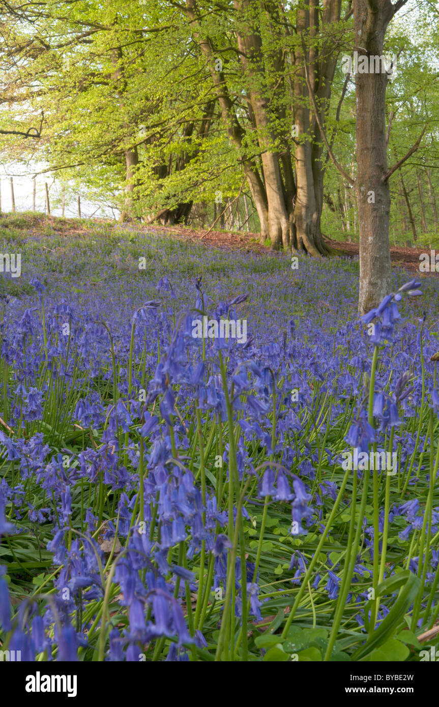 Bluebell (endymion non-skriptingunterbrechung) unter Bäumen. Eiche (quercus sp.) und Buche (Fagus sylvatica). West Sussex, UK. April. Stockfoto