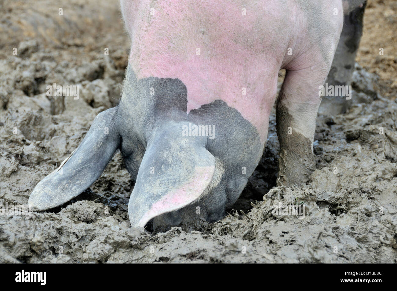 Freilandhaltung Hausschwein (Sus Scrofa Domestica), deutsche Saddleback Rasse, Deutschland, Europa Stockfoto