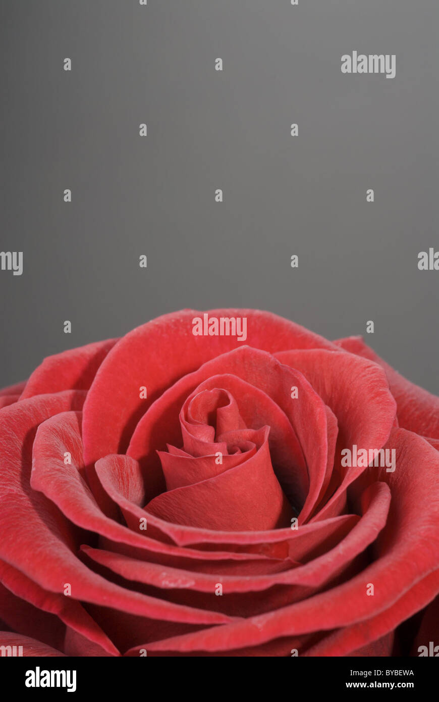 Feine rote rose auf einem grauen Hintergrund. Stockfoto