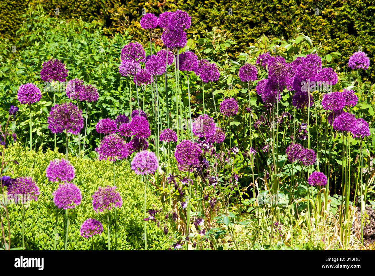 Ein Blumenbeet oder eine Grenze von lila Allium oder Zwiebel Blumen. Stockfoto