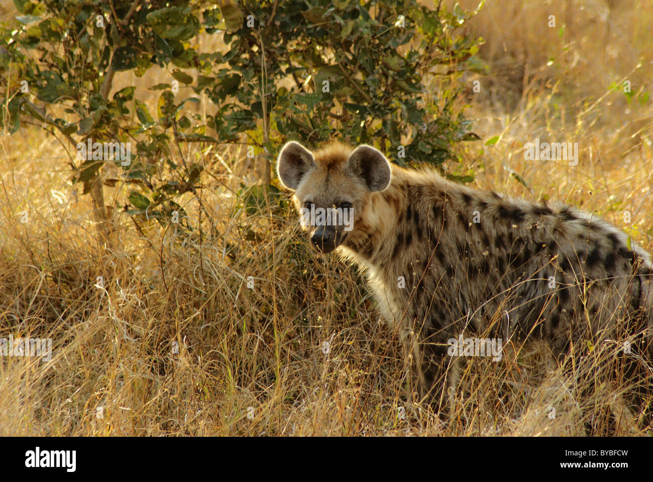 Wilden Hyäne Stockfoto