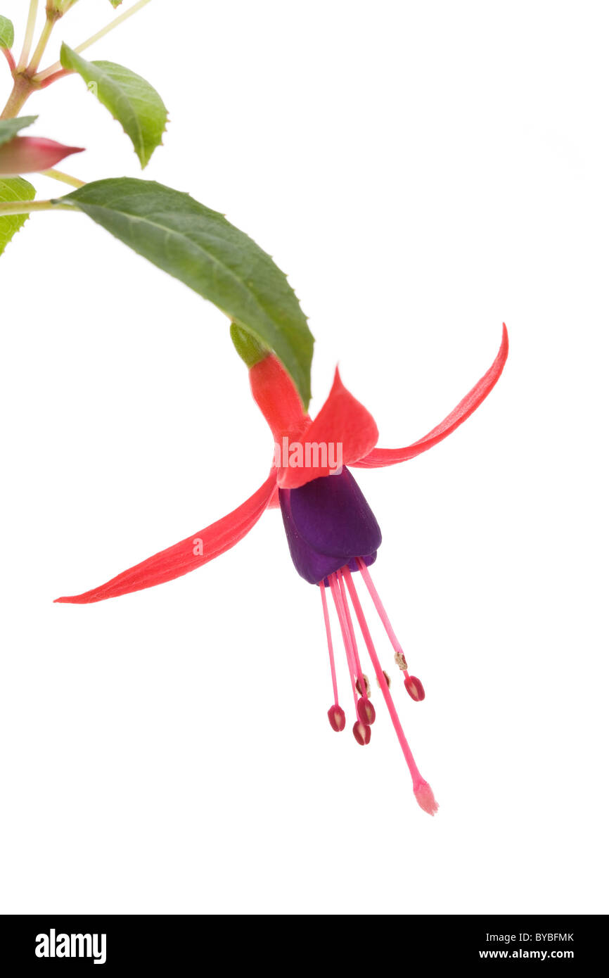 Fuschia Blume mit weißem Hintergrund Stockfoto