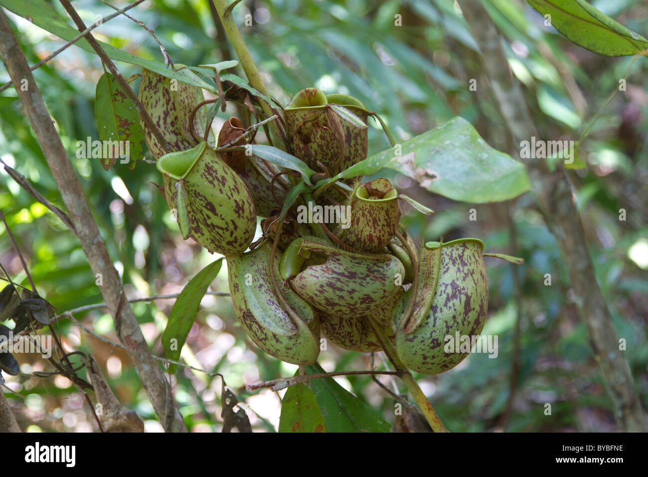 Tropischen Kannenpflanzen im Regenwald von Kalimantan Stockfoto