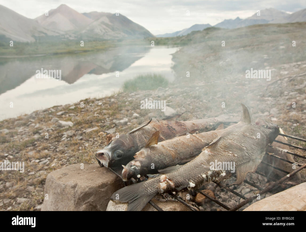 Drei Fische, arktische Äsche (Thymallus Arcticus Arcticus), Kochen am Lagerfeuer, Grillen, Backen, Grillen, camping, Wind River und Stockfoto