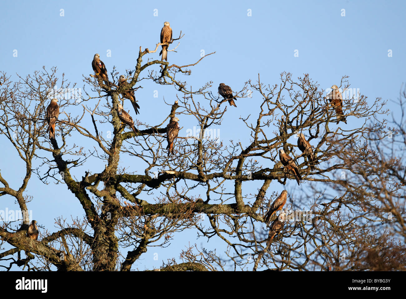 Rotmilan Milvus Milvus, Gruppe der Vögel im Baum, Gigrin Farm, Wales, Januar 2011 Stockfoto