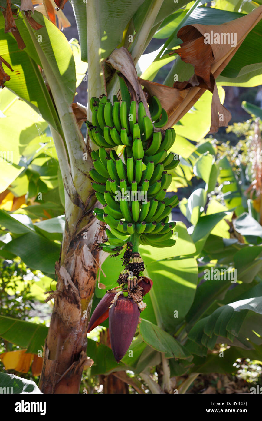 Bananenplantage, unreife Bananen, Insel La Gomera, Kanarische Inseln, Spanien, Europa Stockfoto