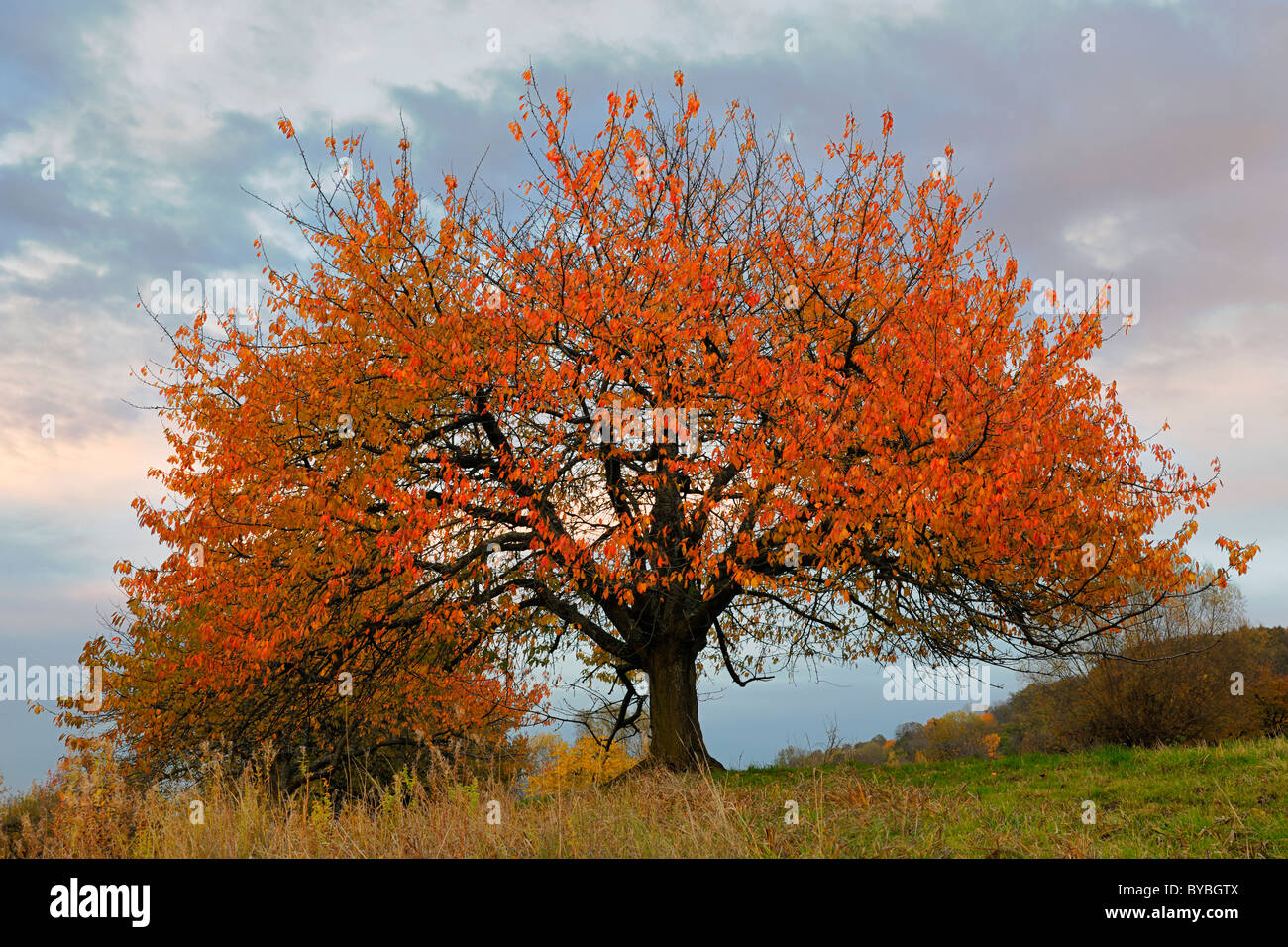 Herbstliche Kirschbaum im schwindenden Licht, Biosphäre Region Biosphaerengebiet Schwäbische Alb, Baden-Württemberg, Deutschland, Europa Stockfoto