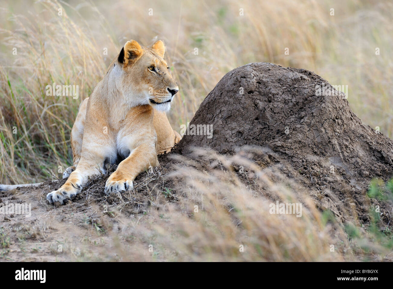Löwe (Panthera Leo), Weiblich, ruht auf einer Termite Mound, Masai Mara National Reserve, Kenia, Afrika Stockfoto