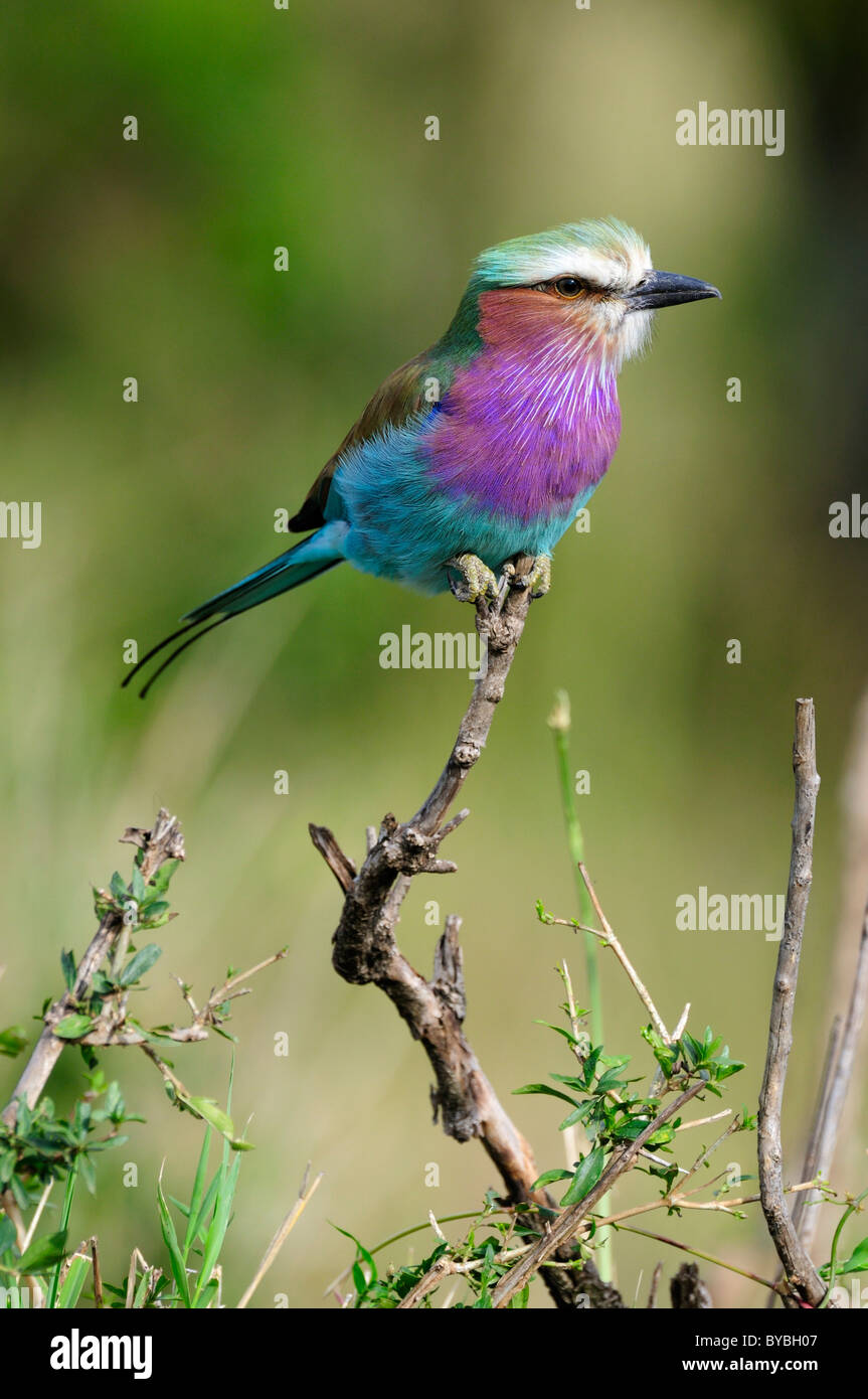 Lilac-breasted Roller (Coracias Caudata), thront, Masai Mara National Reserve, Kenia, Afrika Stockfoto