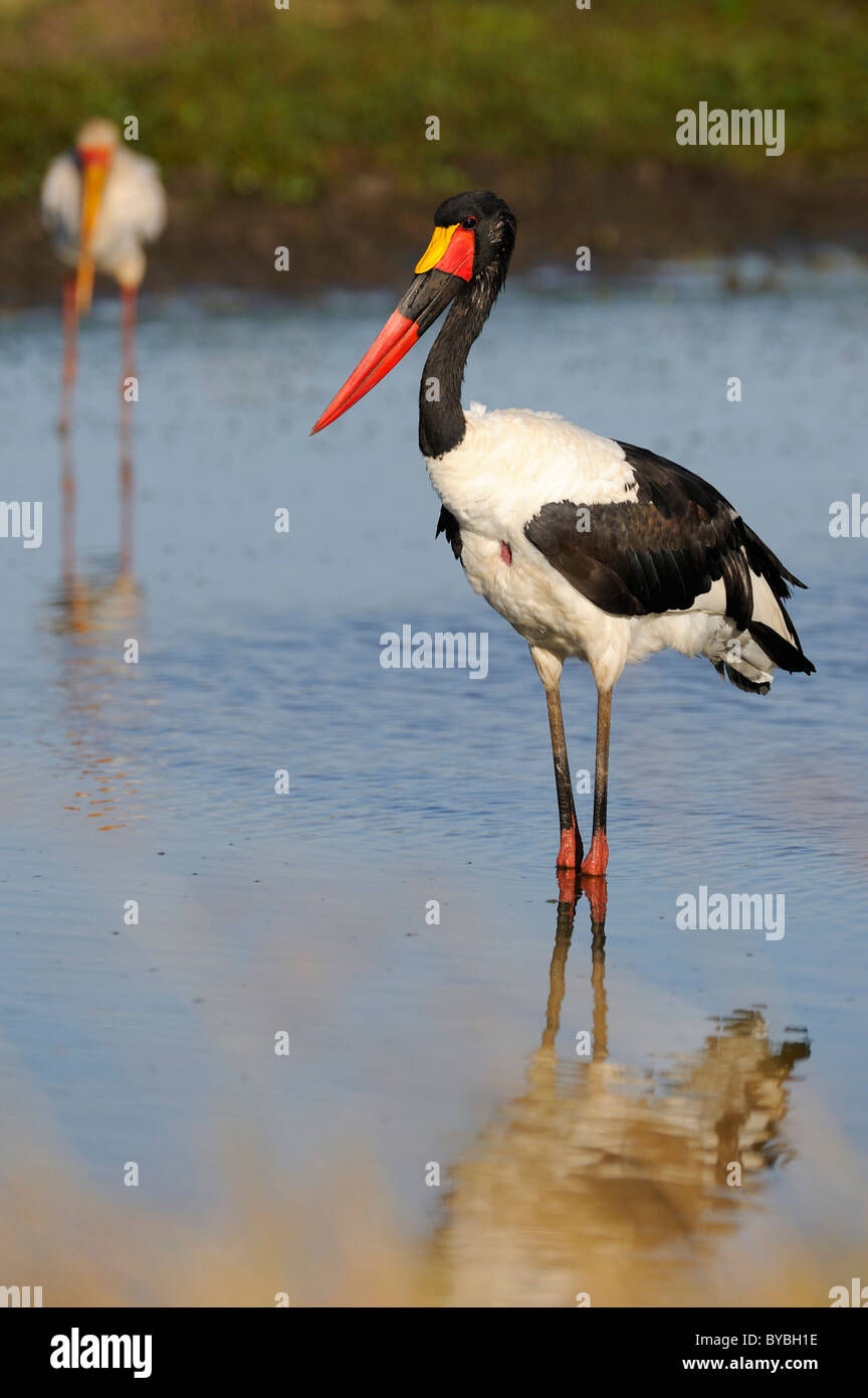 Sattel – abgerechnet Stork (Nahrung Senegalensis), Masai Mara National Reserve, Kenia, Afrika Stockfoto