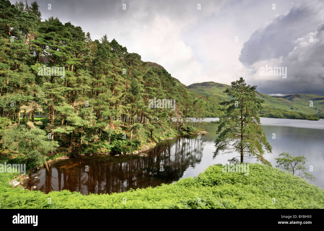 Baum am Ufer des Loch Trool in der Galloway Forest Park, Schottland Stockfoto