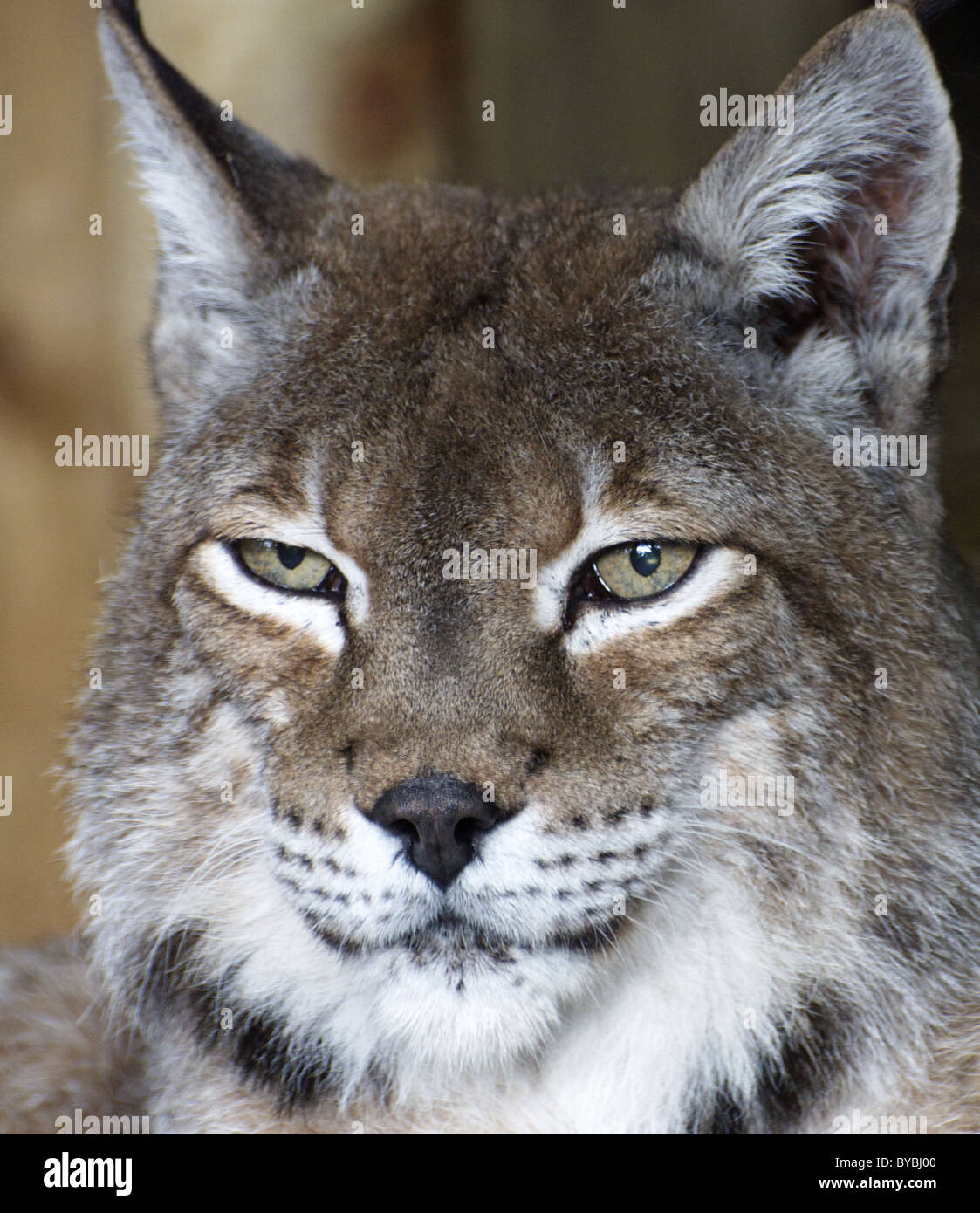 Nördlichen Luchs (Gesicht geschossen) Stockfoto