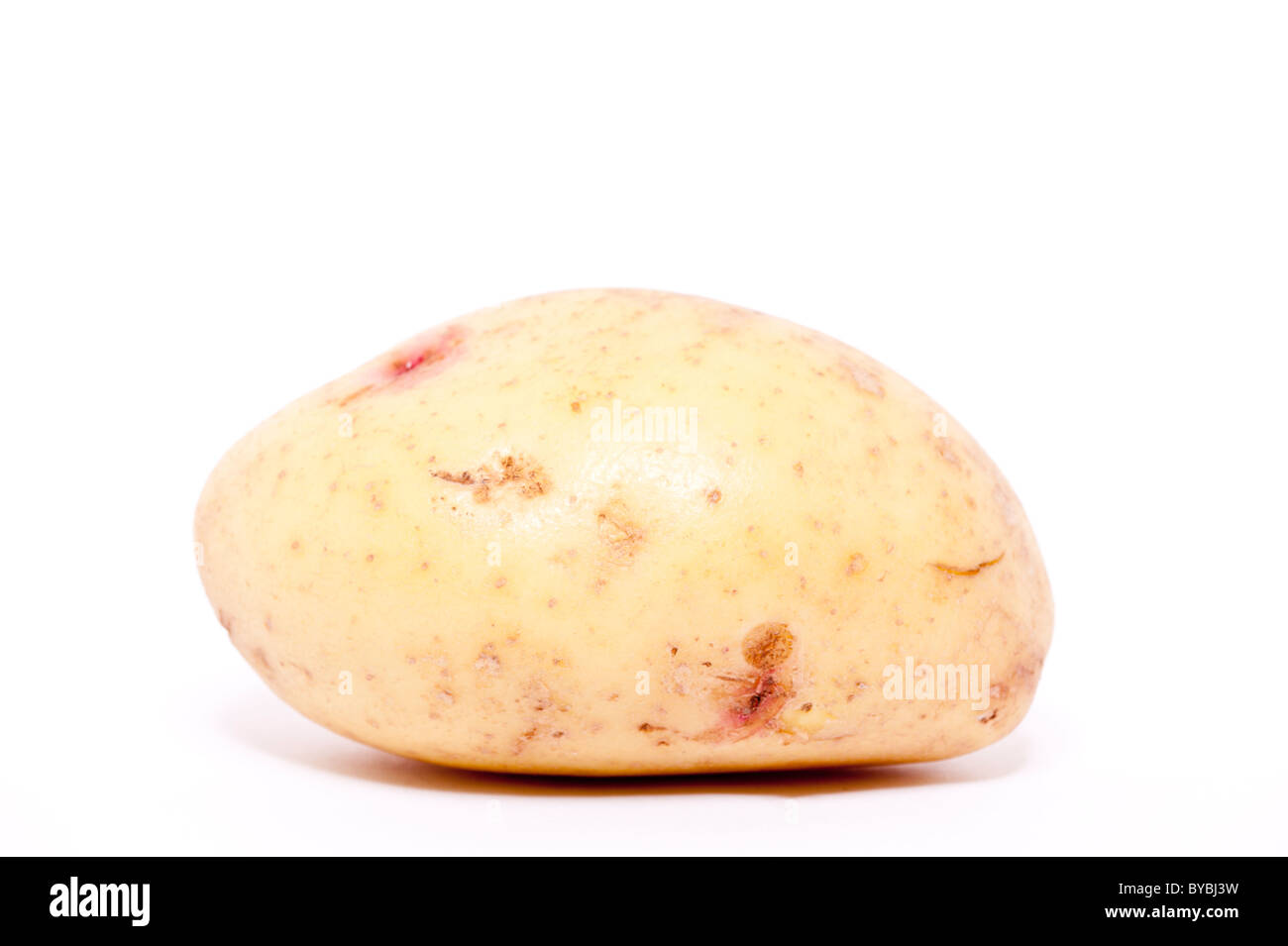 Eine weiße Kartoffel auf weißem Hintergrund Stockfoto