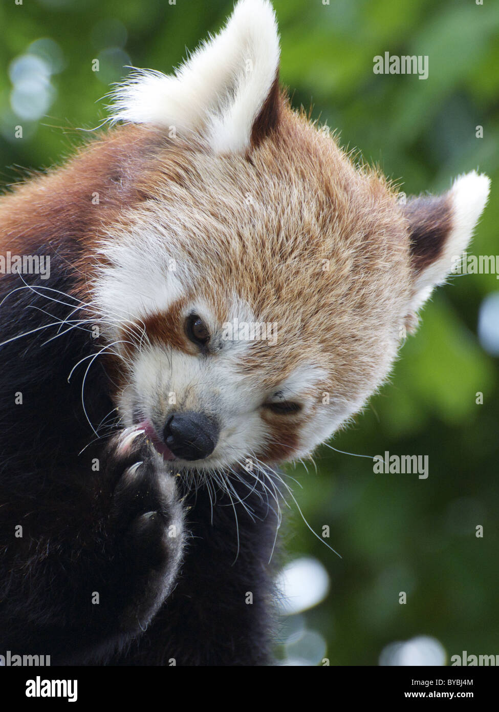 Roter Panda Reinigung seiner Pfoten Stockfoto