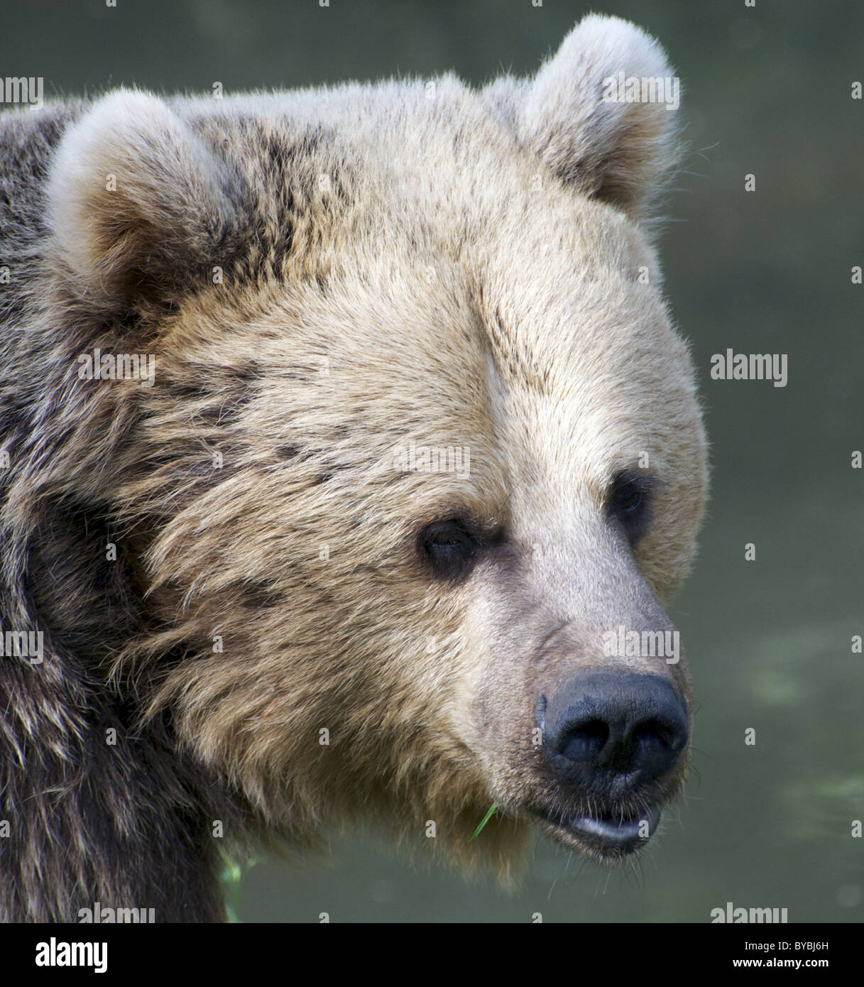 Eurasische Braunbär (Gesicht geschossen) Stockfoto