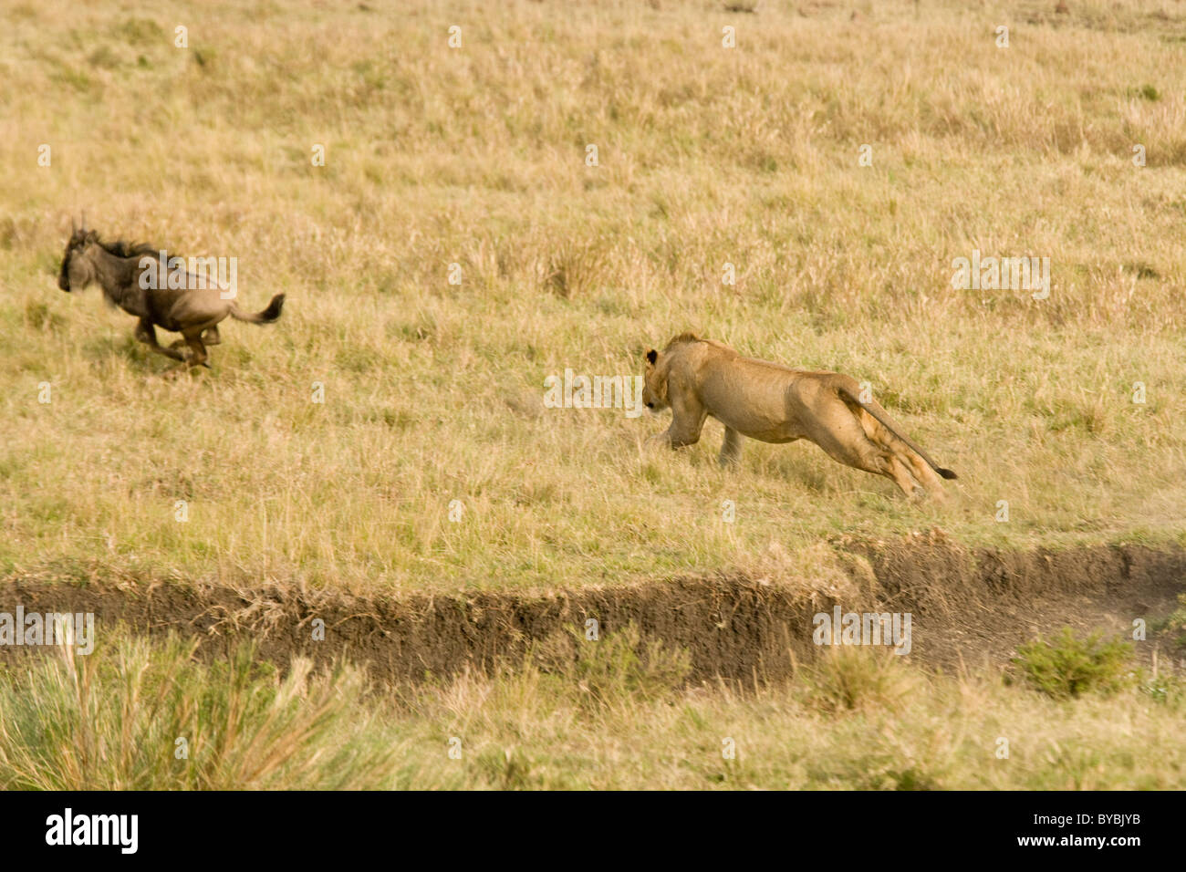 Löwen in der Masai Mara, Kenia, Afrika Stockfoto