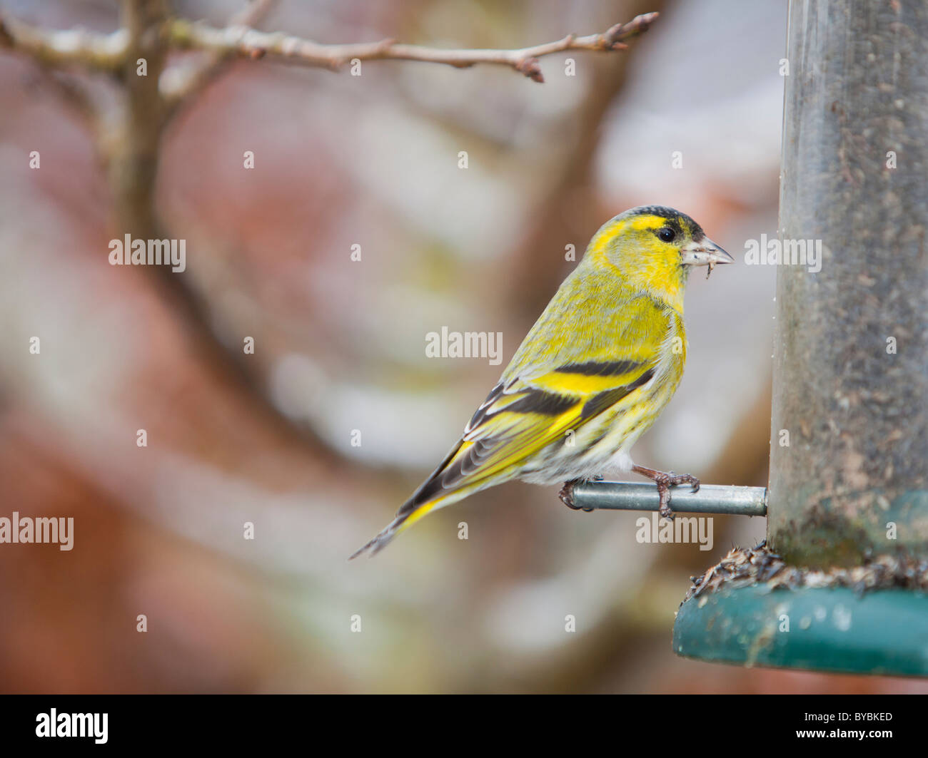 Zeisige (Zuchtjahr Spinus) ernähren sich von einem Garten Feeder in Ambleside, Cumbria, UK. Stockfoto