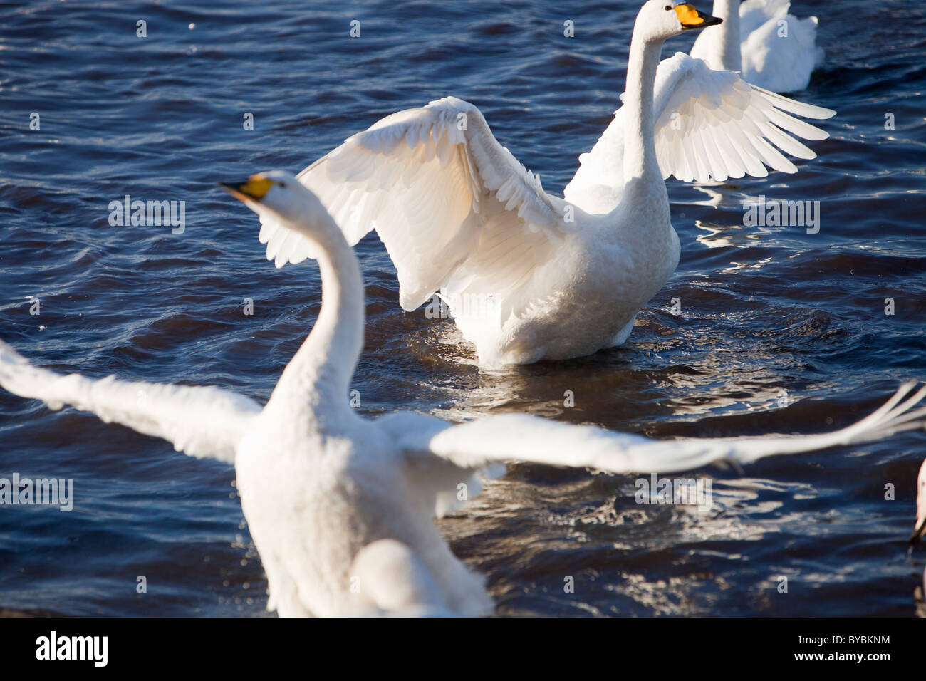 Singschwäne kämpfen bei Martin Mere Vogel behält sich in der Nähe von Ormskirk, Lancashire, UK. Stockfoto