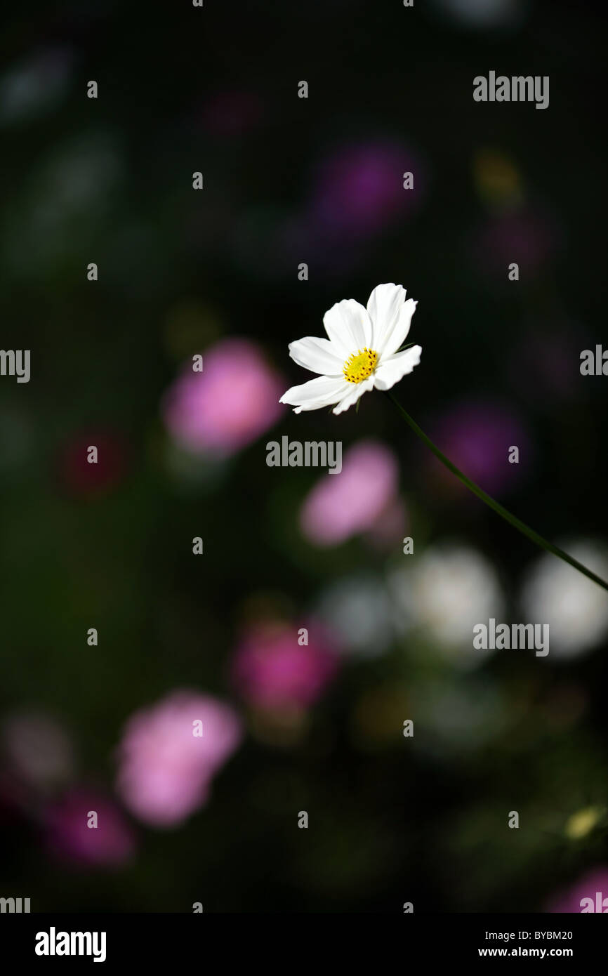 abstrakt Blumen in einem Garten im Süden von Bangladesch Stockfoto