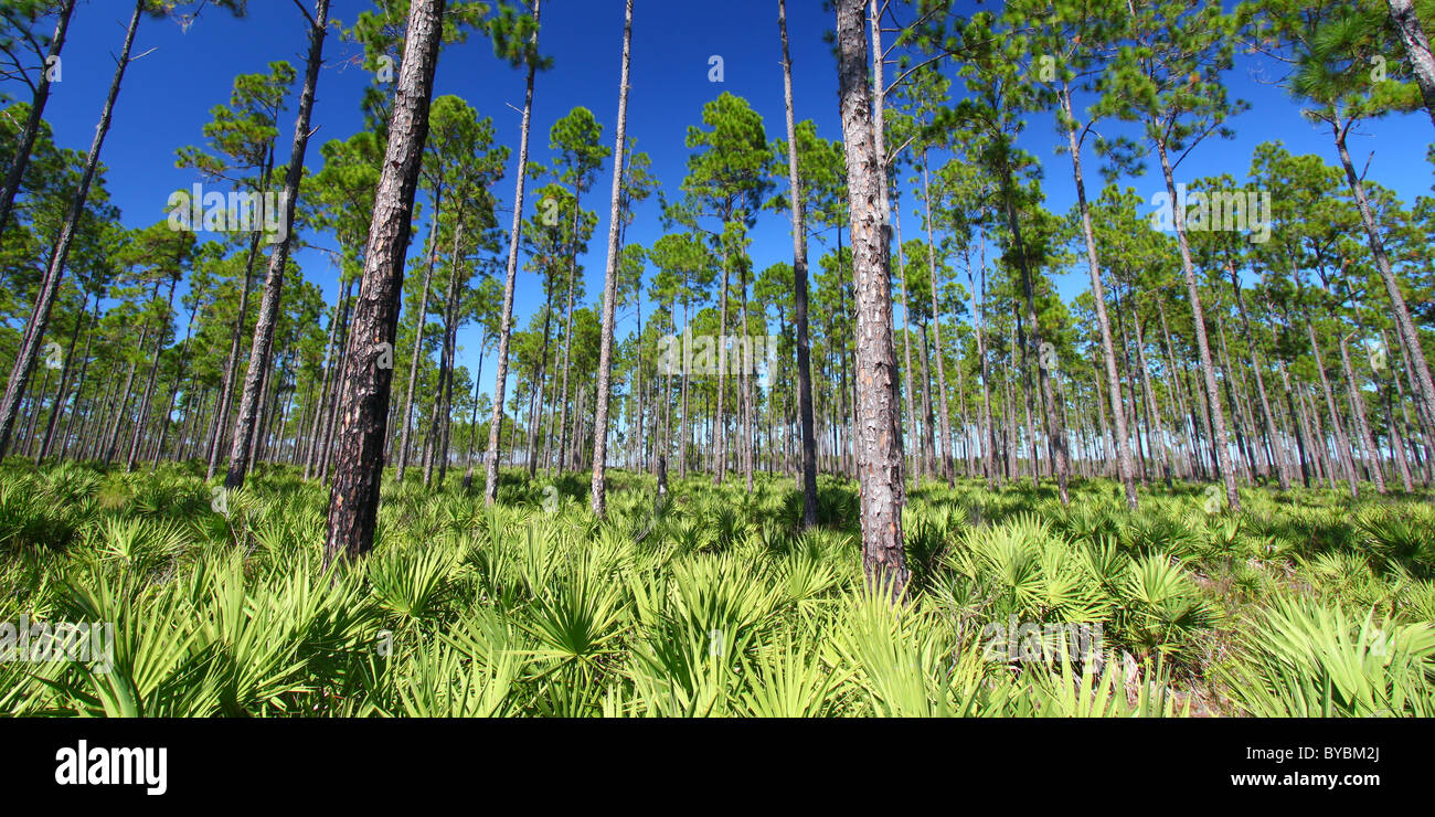 Kiefer Flatwoods - Florida Stockfoto