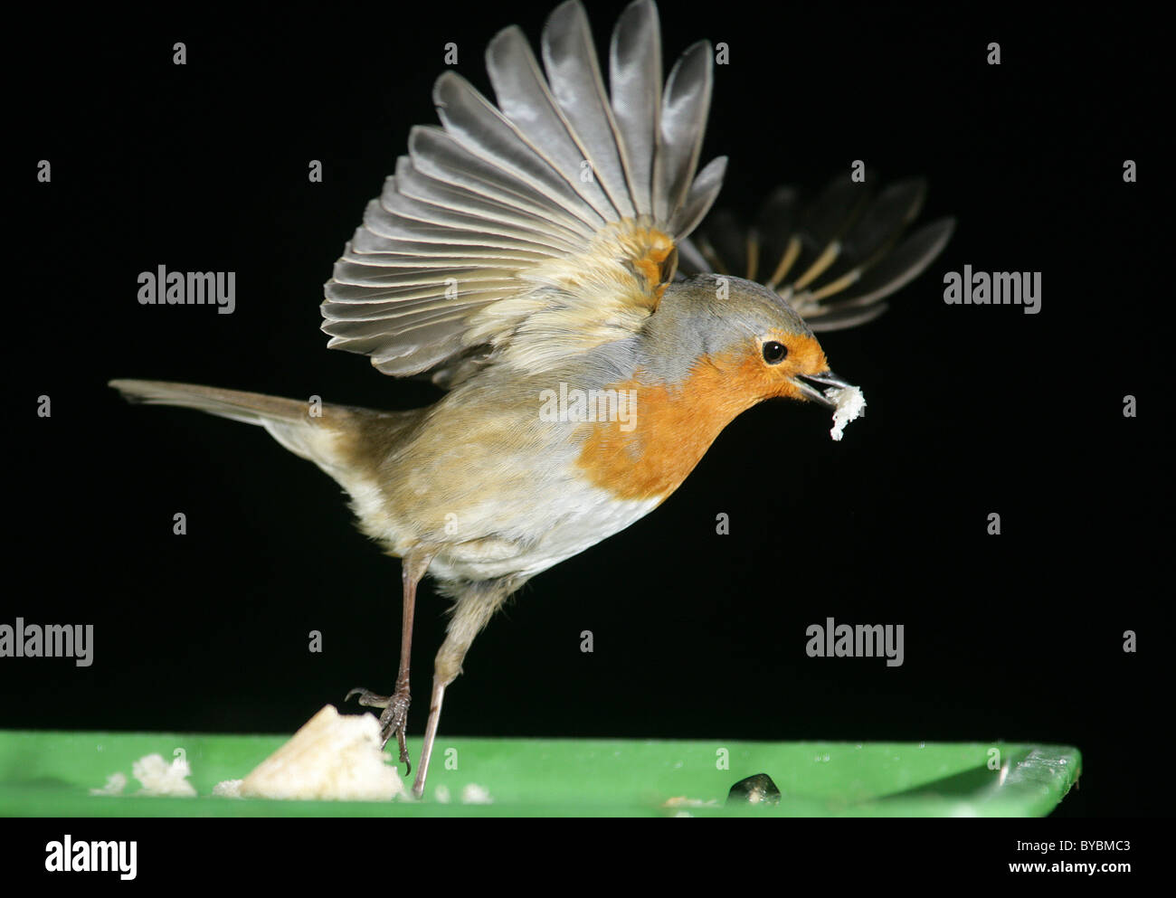 Robin Red Brest fliegt mit einem Stück Brot aus einer Tabelle der Gartenvögel in Crumlin County Antrim, Nordirland. Stockfoto