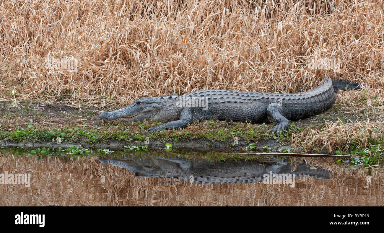 Amerikanischer Alligator: Alligator Mississippiensis. Myakka River State Park, Florida, USA Stockfoto