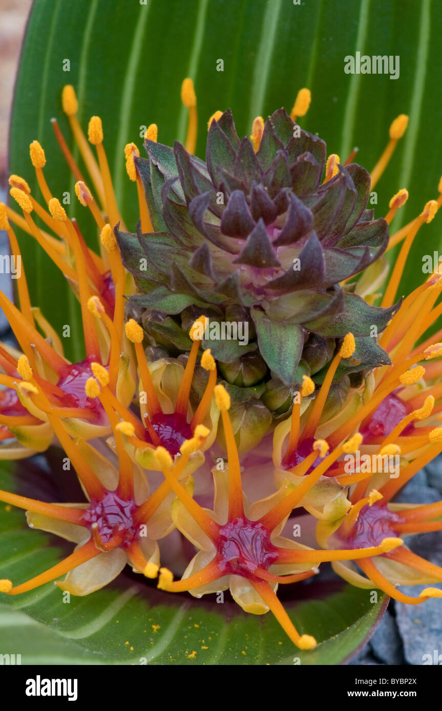 Daubenya marginata -Fotos und -Bildmaterial in hoher Auflösung – Alamy