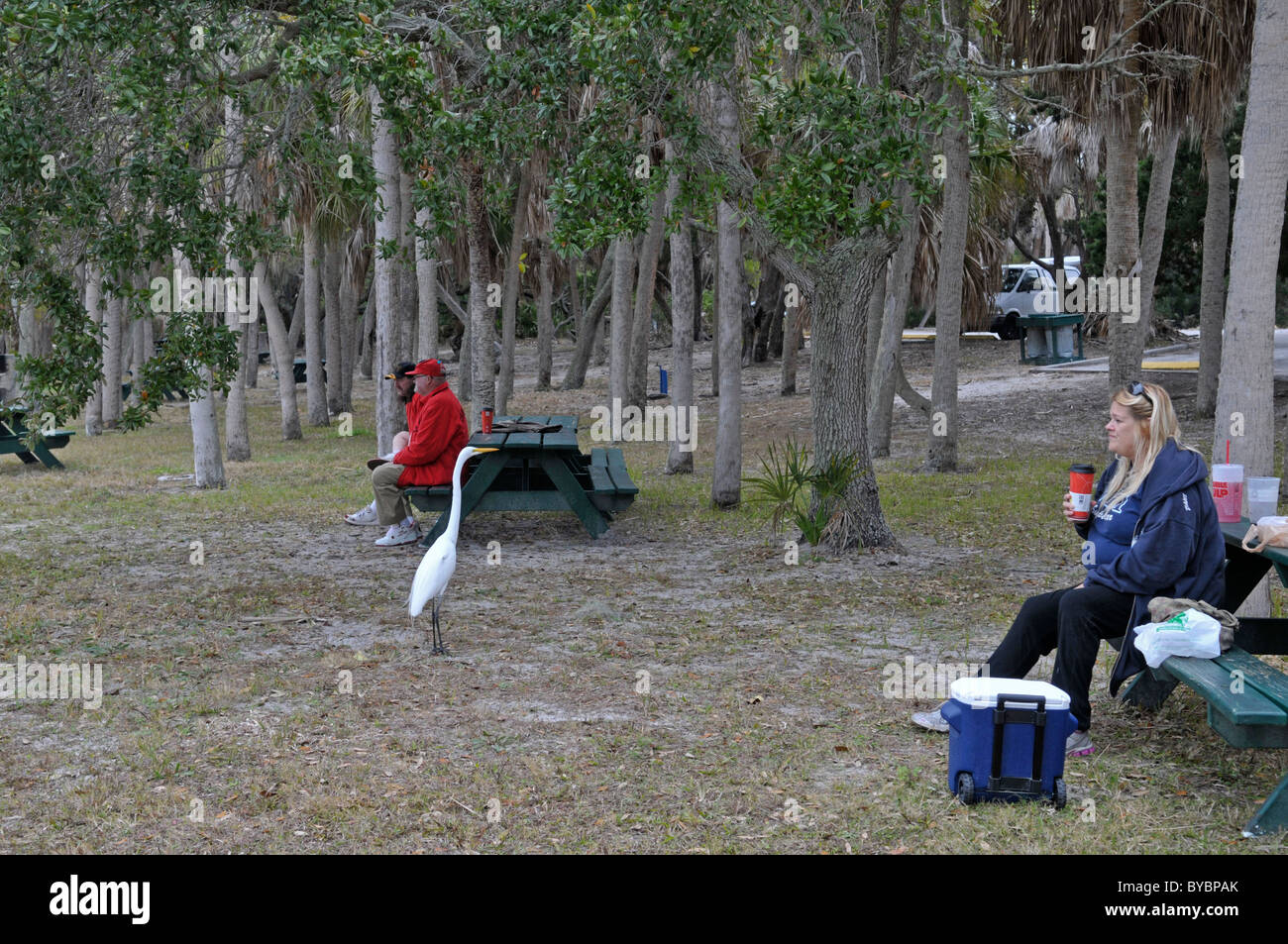 Silberreiher: Ardea Alba. Am Picknickplatz. Fort De Soto, Florida, USA Stockfoto