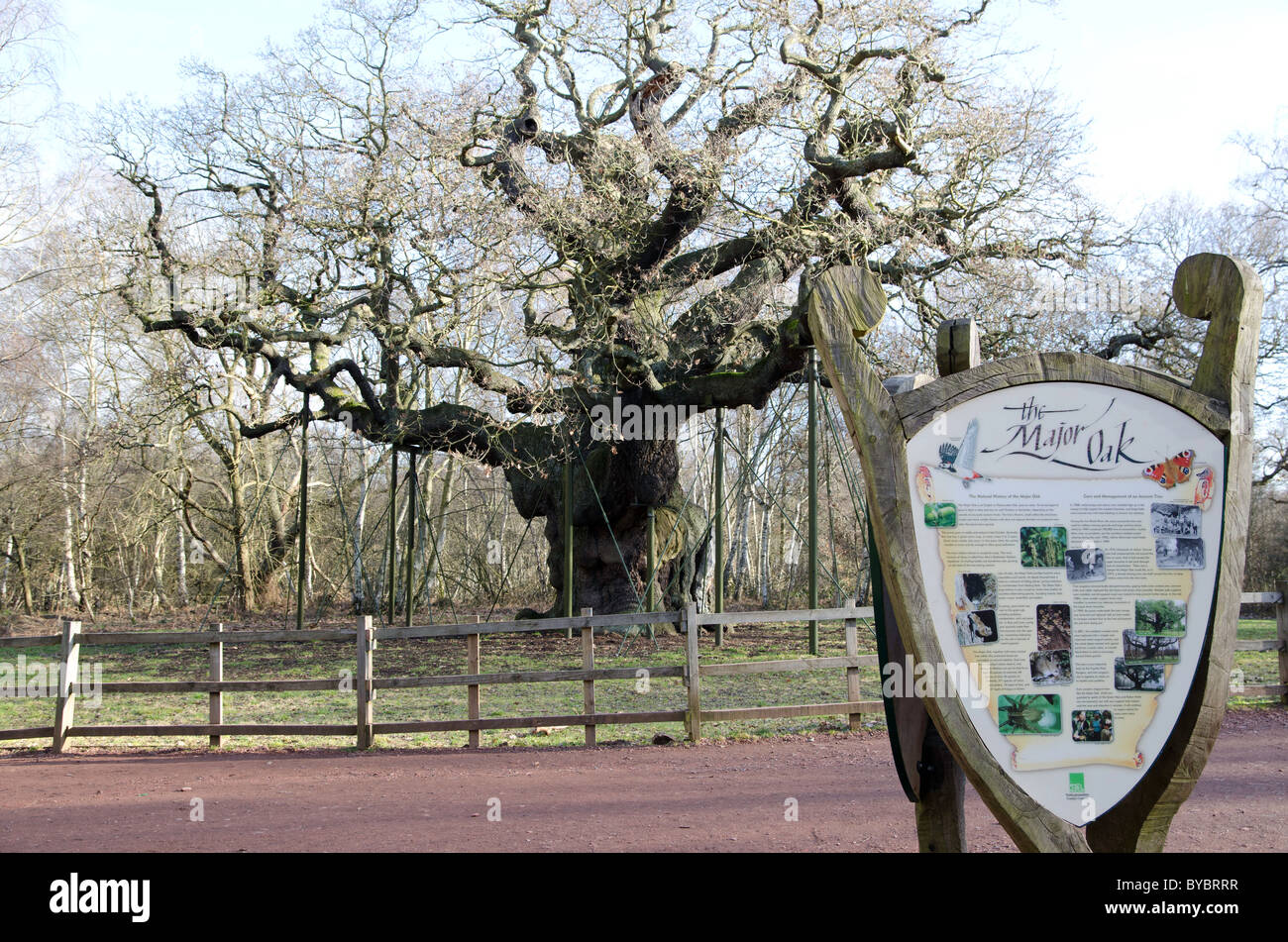 Die große Eiche, Sherwood Wald im winter Stockfoto