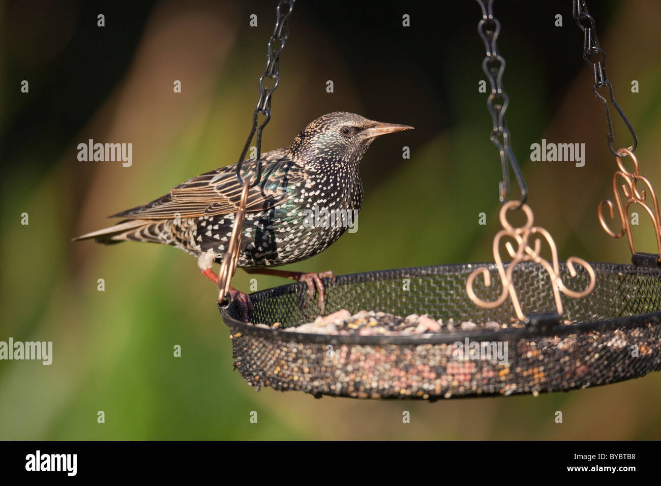 Starling; Sturnus Vulgaris; auf ein Futterhäuschen für Vögel; Garten; Cornwall Stockfoto