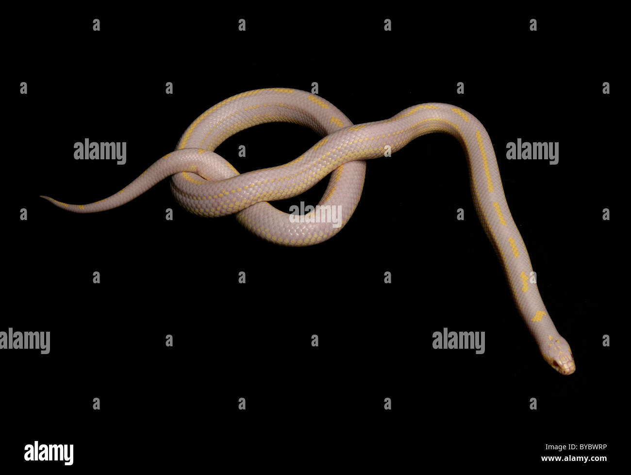 Albino gestreifte common Kingsnake Lampropeltis Getula Porträt in einem studio Stockfoto