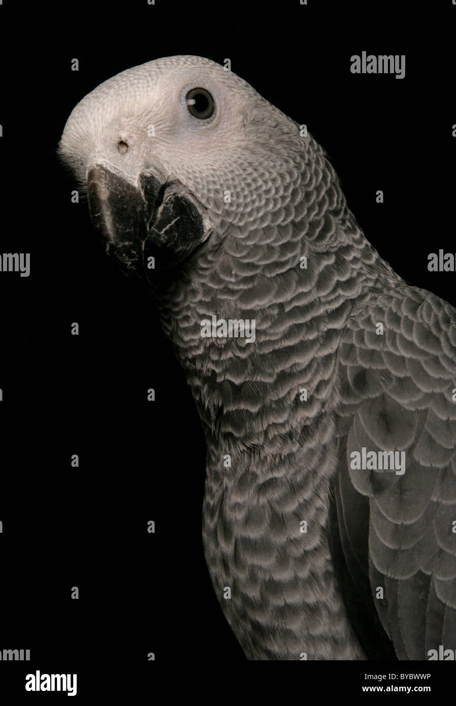 Kongo afrikanischen grau Papageien Psittacus Erithacus Erithacus hocken in einem studio Stockfoto