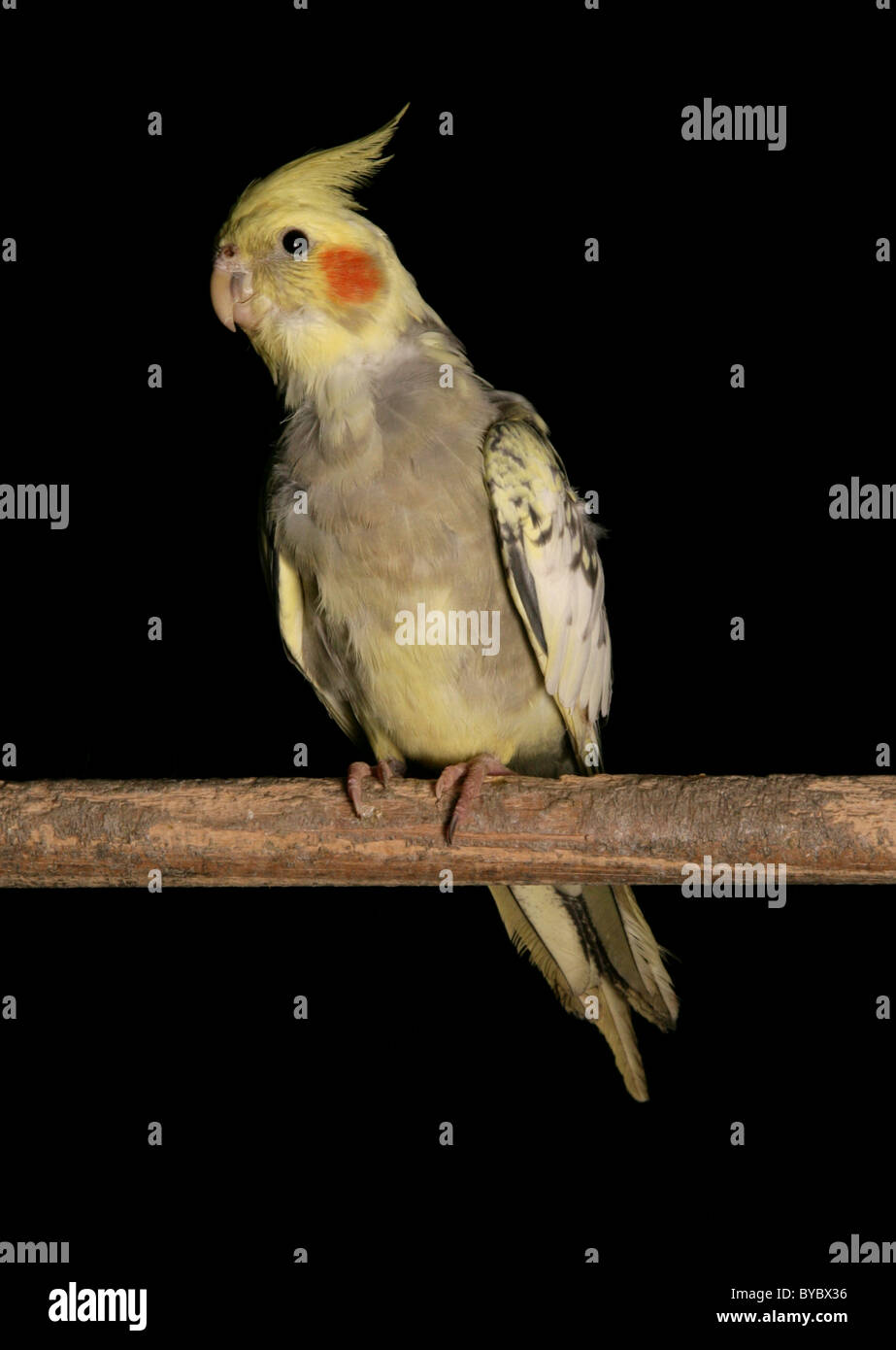 Nymphensittich Nymphicus Hollandicus Erwachsene hocken in einem studio Stockfoto