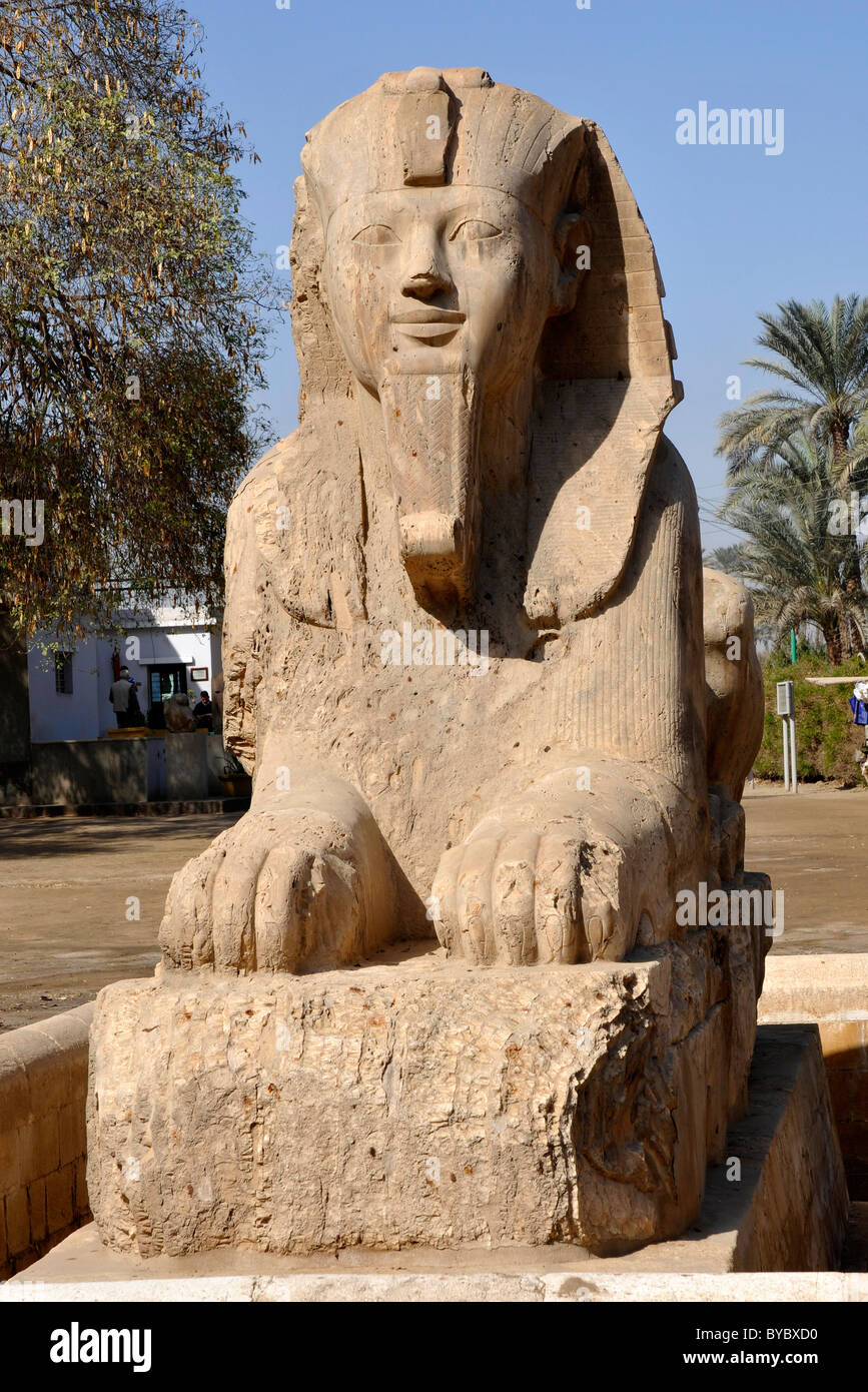 Sphinx in den Ruinen von Memphis, Ägypten Stockfoto