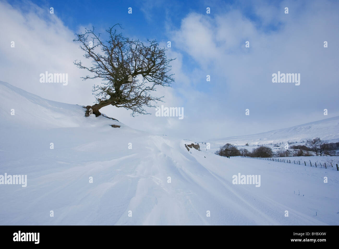 Einsamer Baum Weißdorn und knackig frischen Schnee driftet bei Langstrothdale, Yorkshire Dales, UK Stockfoto