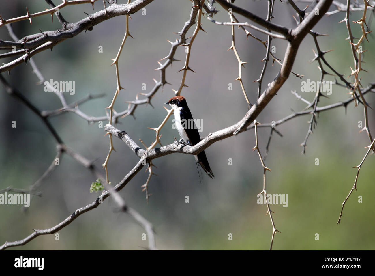 Draht-Tailed Swallow Stockfoto