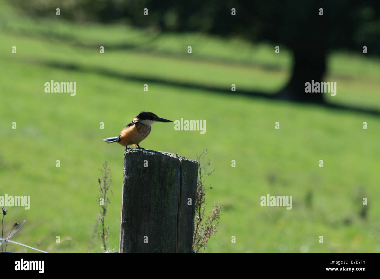 NZ Einheimische Eisvogel auf Zaunpfosten (Kotare) Stockfoto