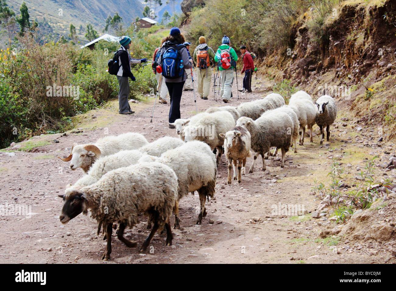 Touristische und Schafe kreuzen sich die Wege in Lares Trek, Cuzco, Peru Stockfoto