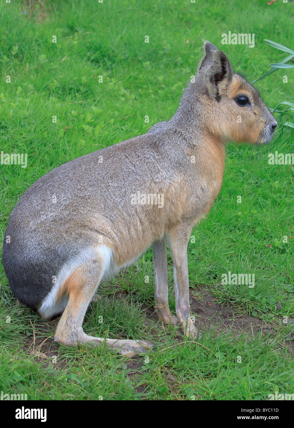 Patagonische Mara (Dolichotis Patagonum) (Gefangenschaft) Stockfoto