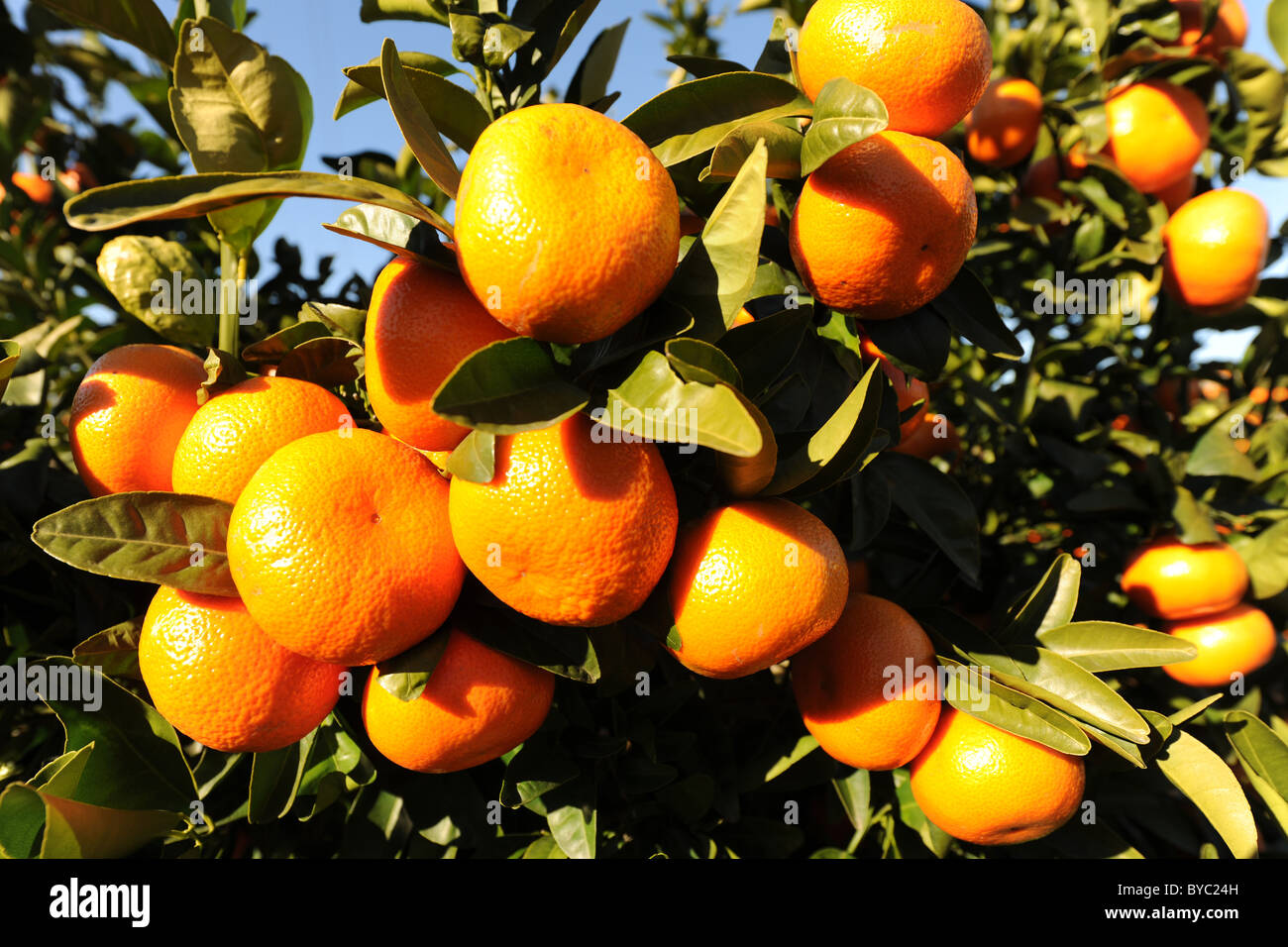 Mandarinen wachsen auf Baum, Provinz Alicante, Valencia, Spanien Stockfoto