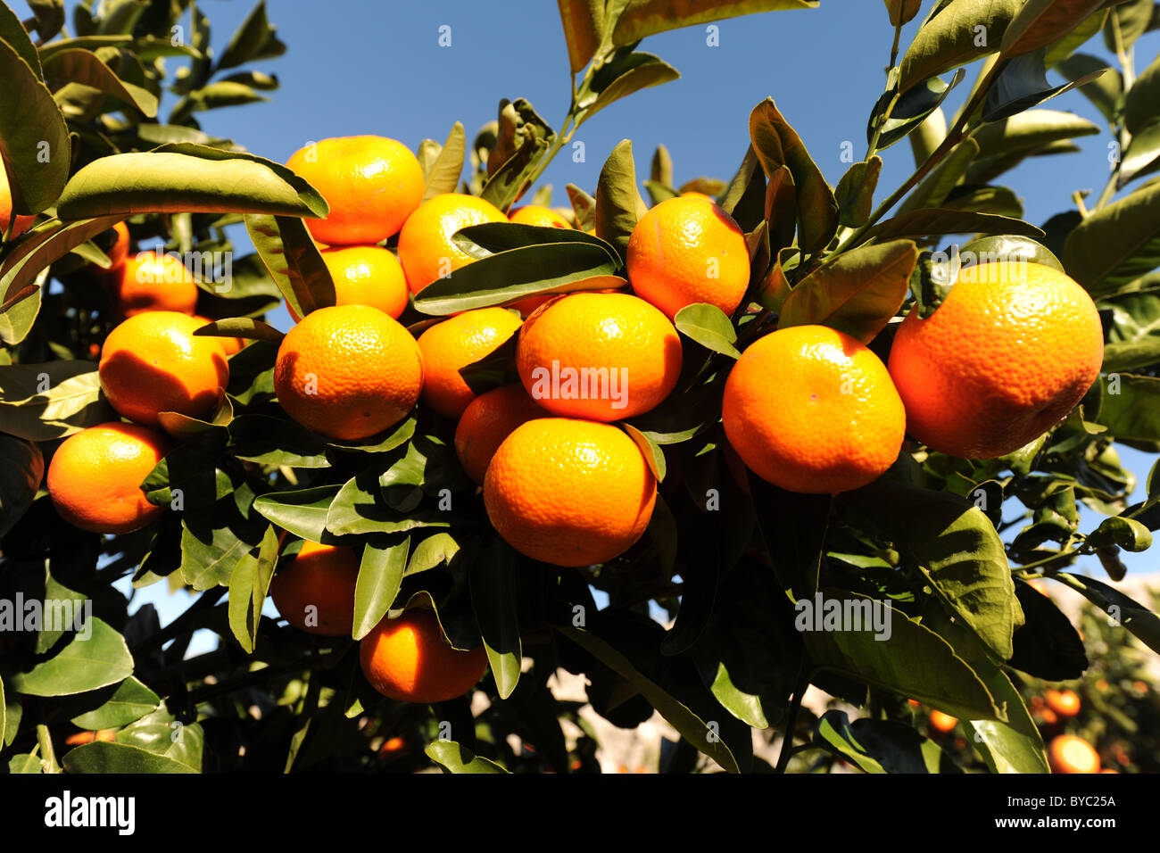 Mandarinen wachsen auf Baum, Provinz Alicante, Valencia, Spanien Stockfoto