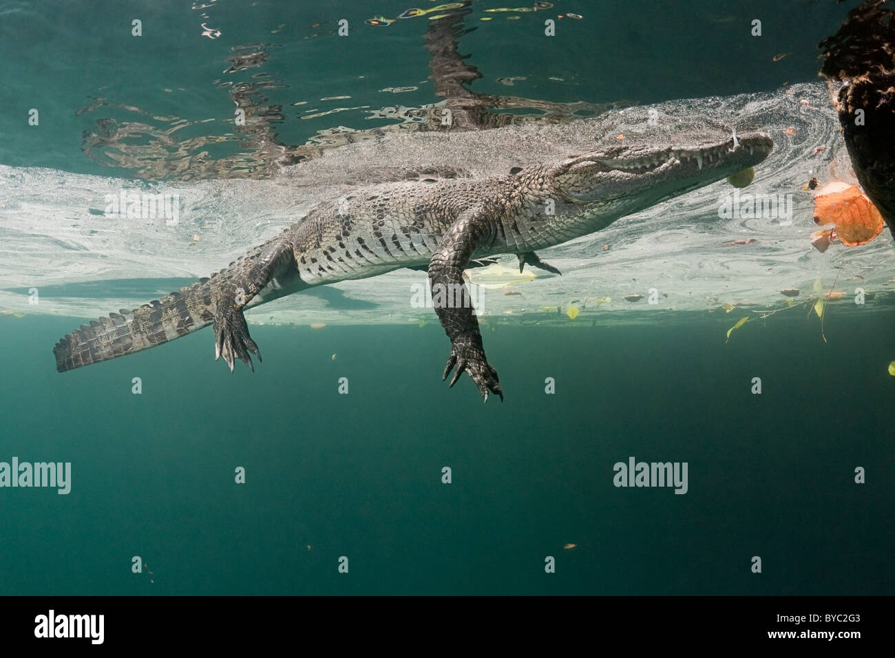 Die Zeichnungssammlung Krokodil, Crocodylus Moreletii, Halbinsel Yucatan, Mexiko Stockfoto