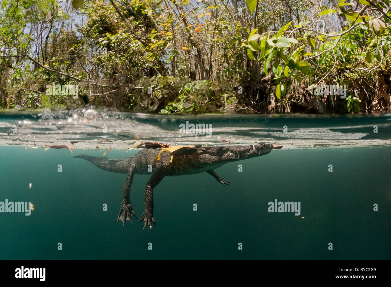 Die Zeichnungssammlung Krokodil, Crocodylus Moreletii, Halbinsel Yucatan, Mexiko Stockfoto