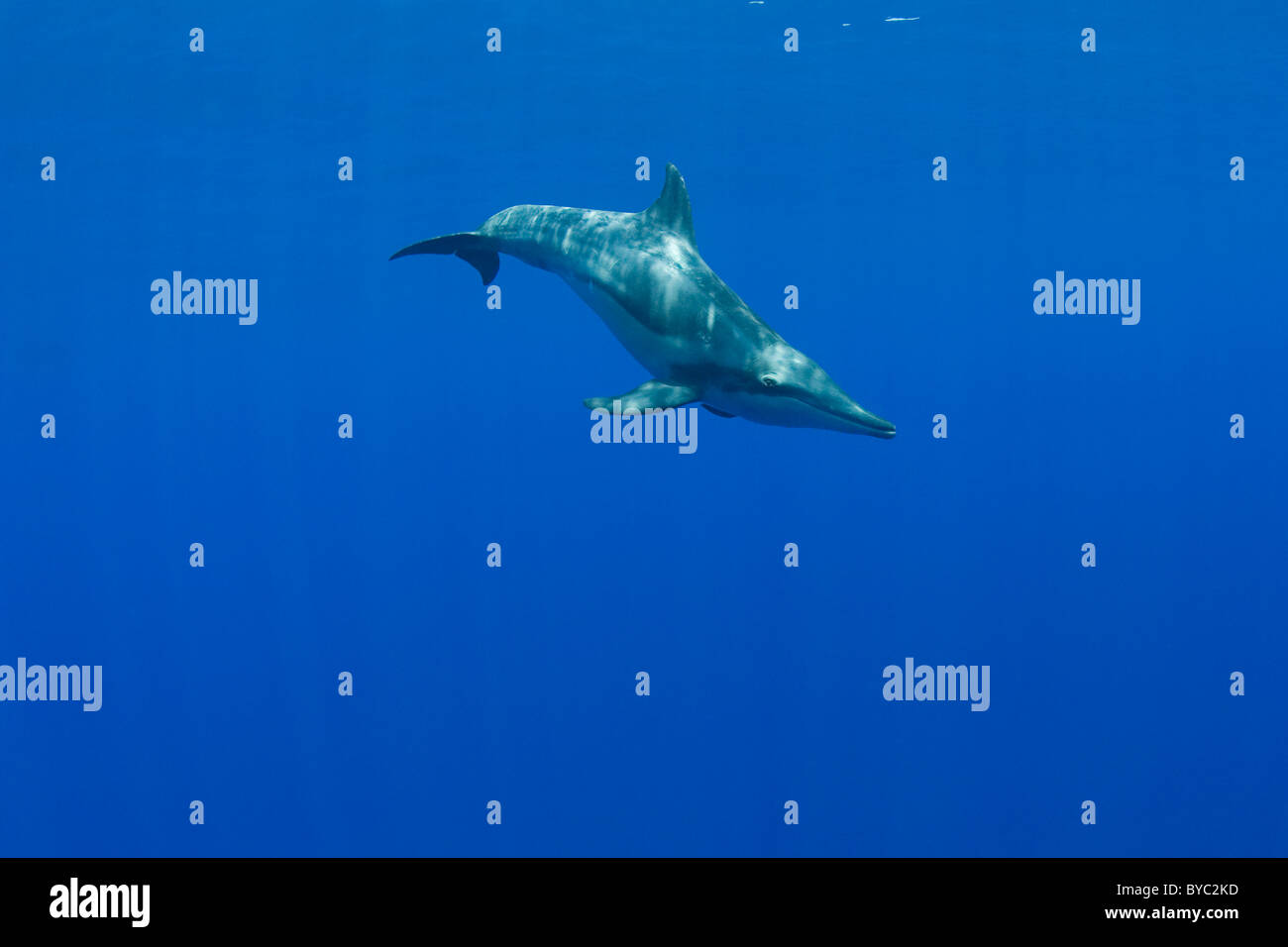 grob-gezahnte Delphin (Steno Bredanensis), Kona, Hawaii (Zentralpazifik) Stockfoto