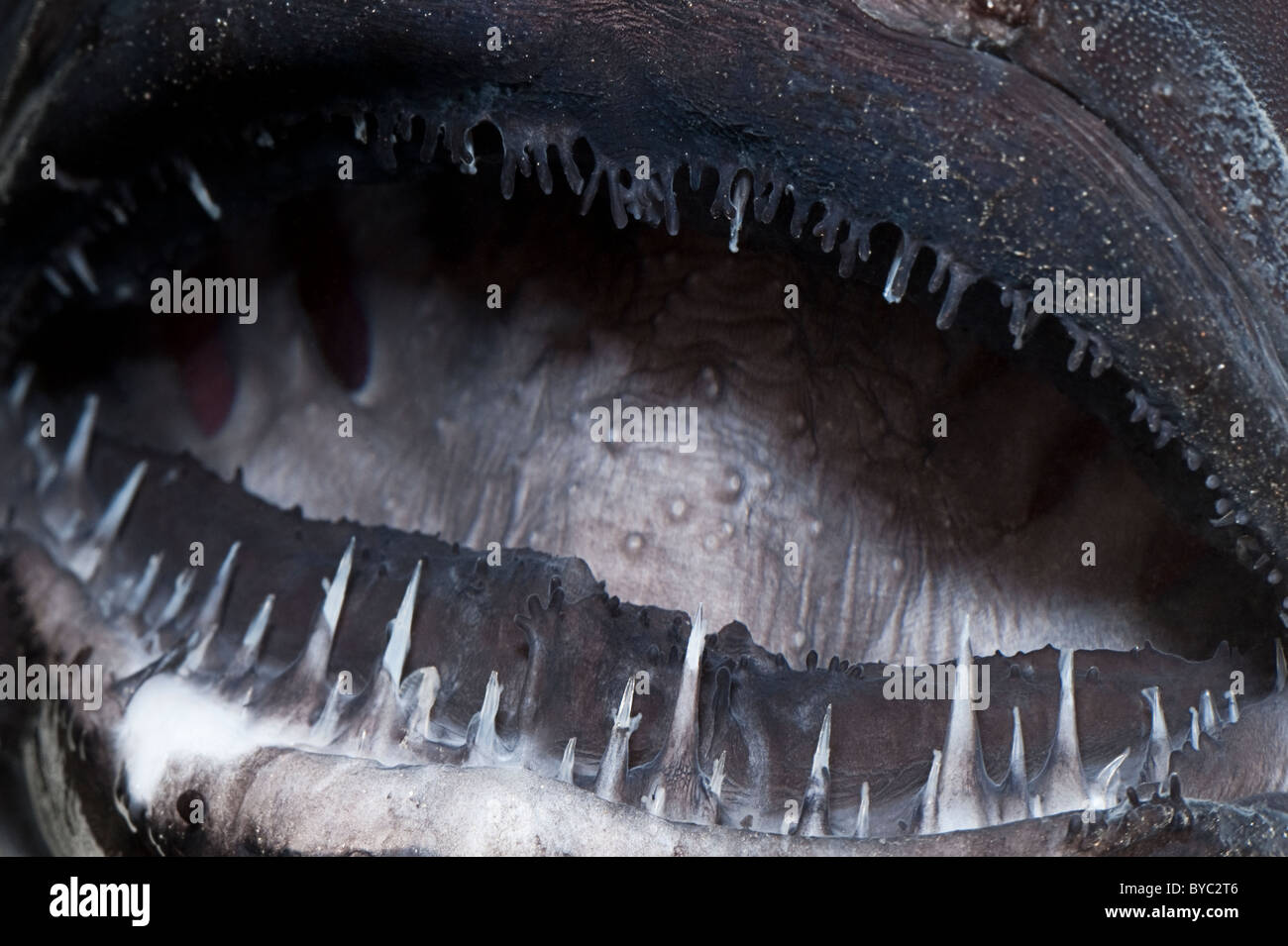 Zähne der Tiefsee Seeteufel oder schwarze Seadevil, Diceratias Pileatus, Hawaii Stockfoto