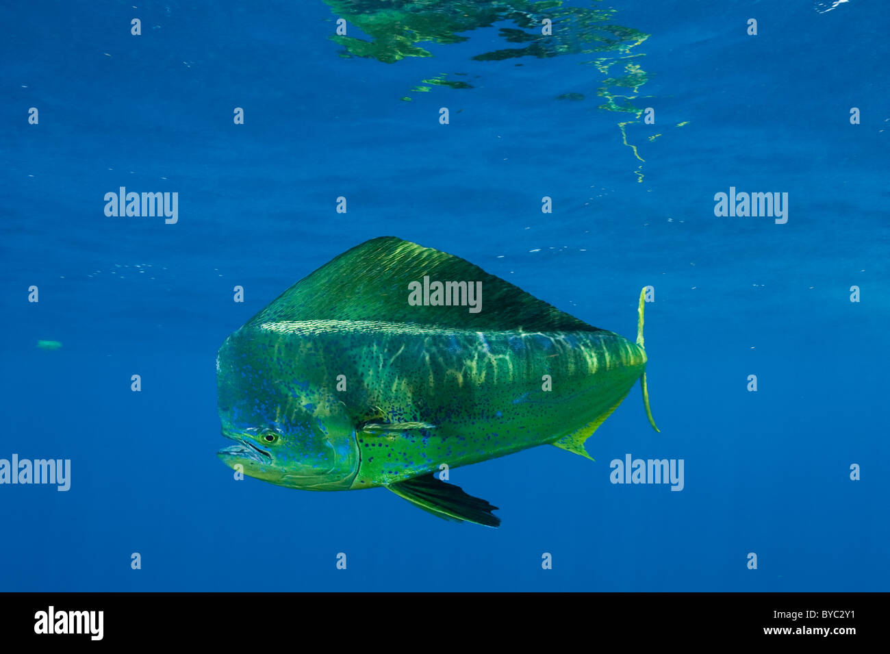 Dorado, Mahi-Mahi oder Goldmakrelen, Coryphaena Hippurus, Bull, Mexiko (Karibik) Stockfoto