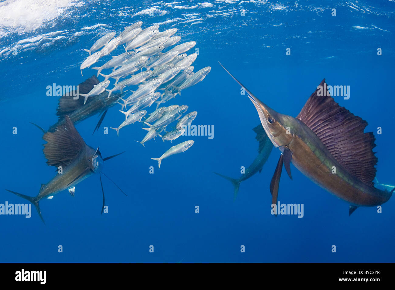 Atlantische Fächerfisch, Istiophorus Albicans, Jagd Sardinen vor Halbinsel Yucatan, Mexiko (Karibik) Stockfoto
