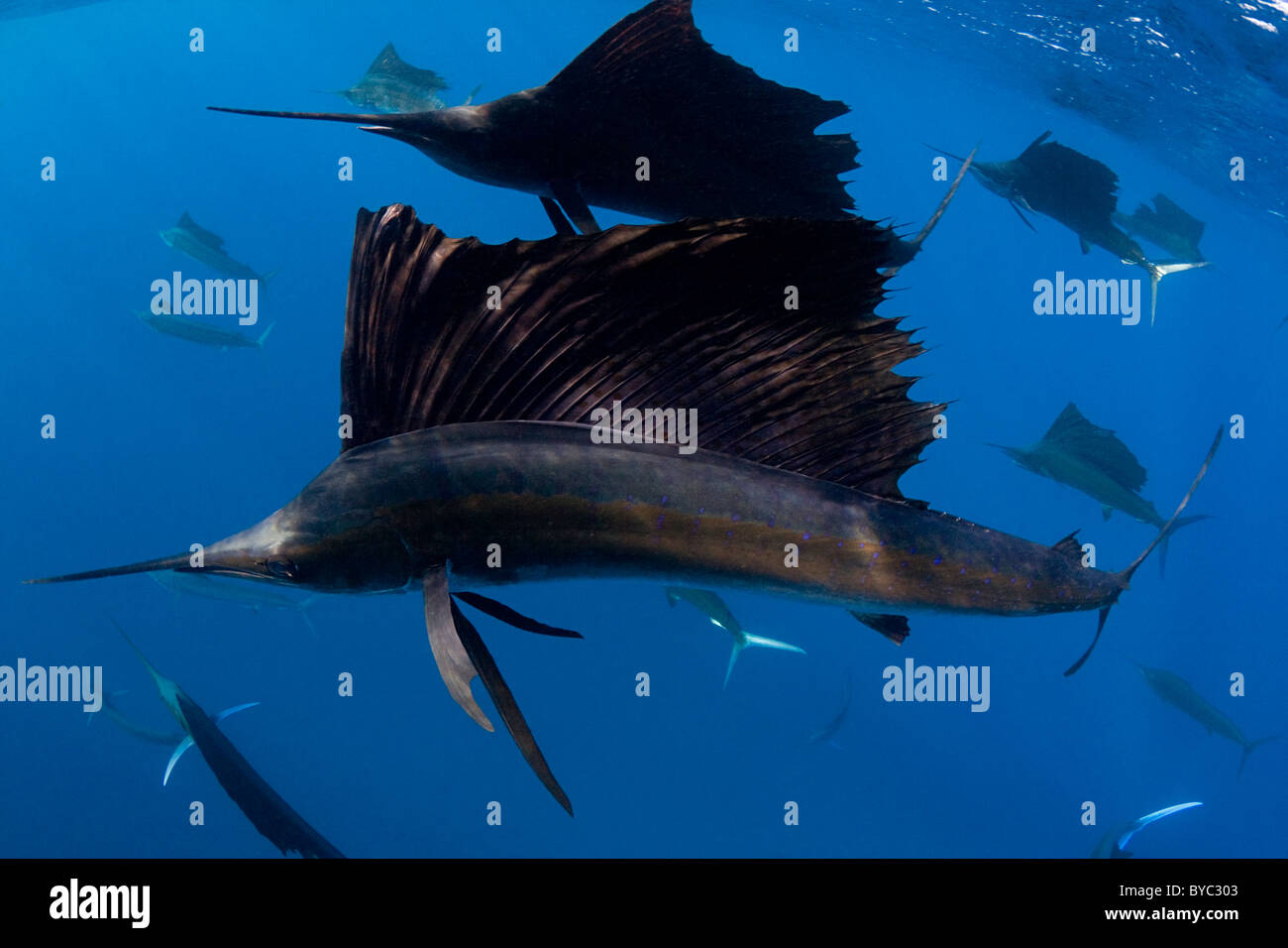 Atlantische Fächerfisch, Istiophorus Albicans, Jagd Sardinen vor Halbinsel Yucatan, Mexiko (Karibik) Stockfoto