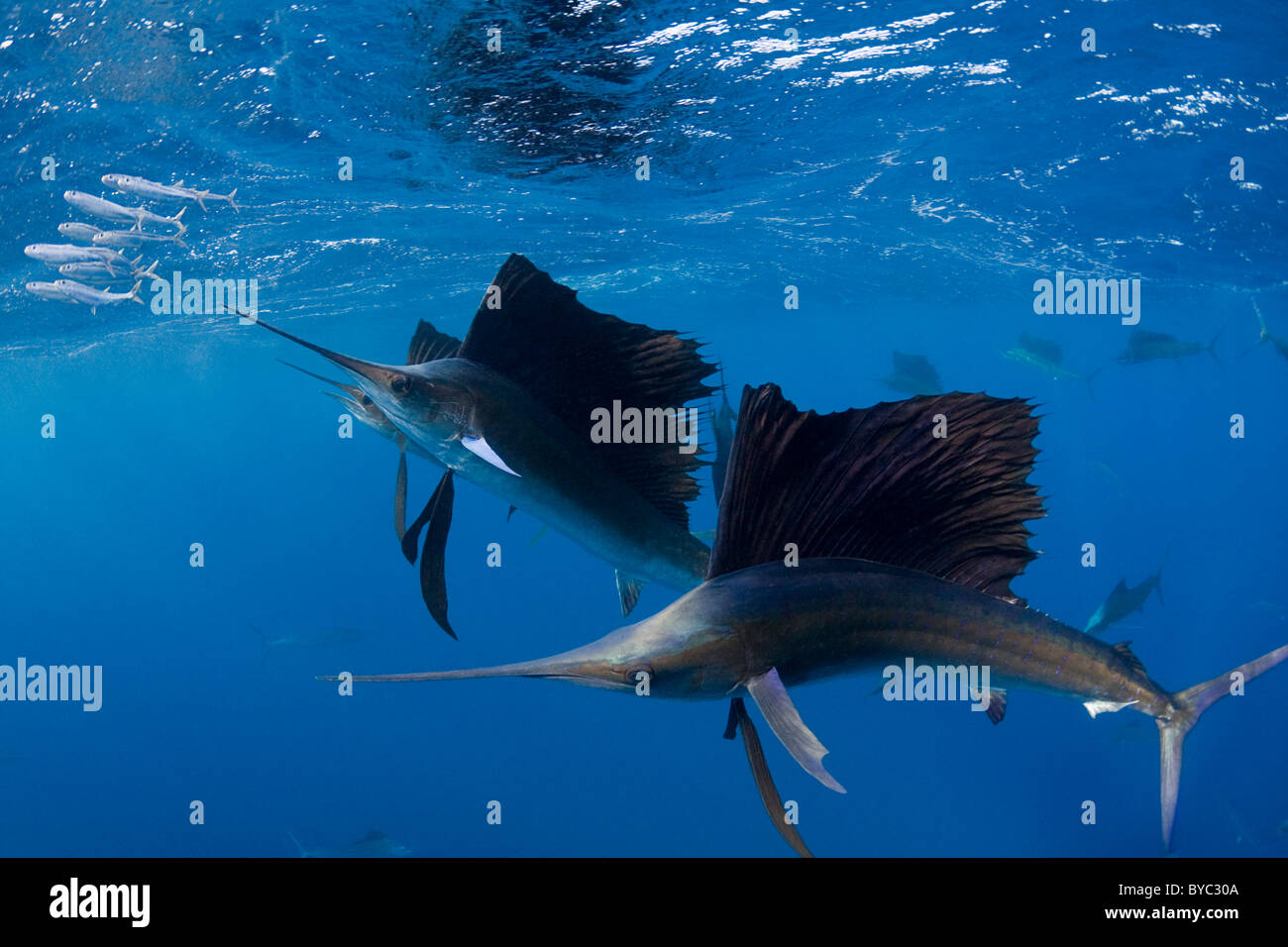Atlantische Fächerfisch, Istiophorus Albicans, Jagd Sardinen, Mexiko (Karibik) Stockfoto