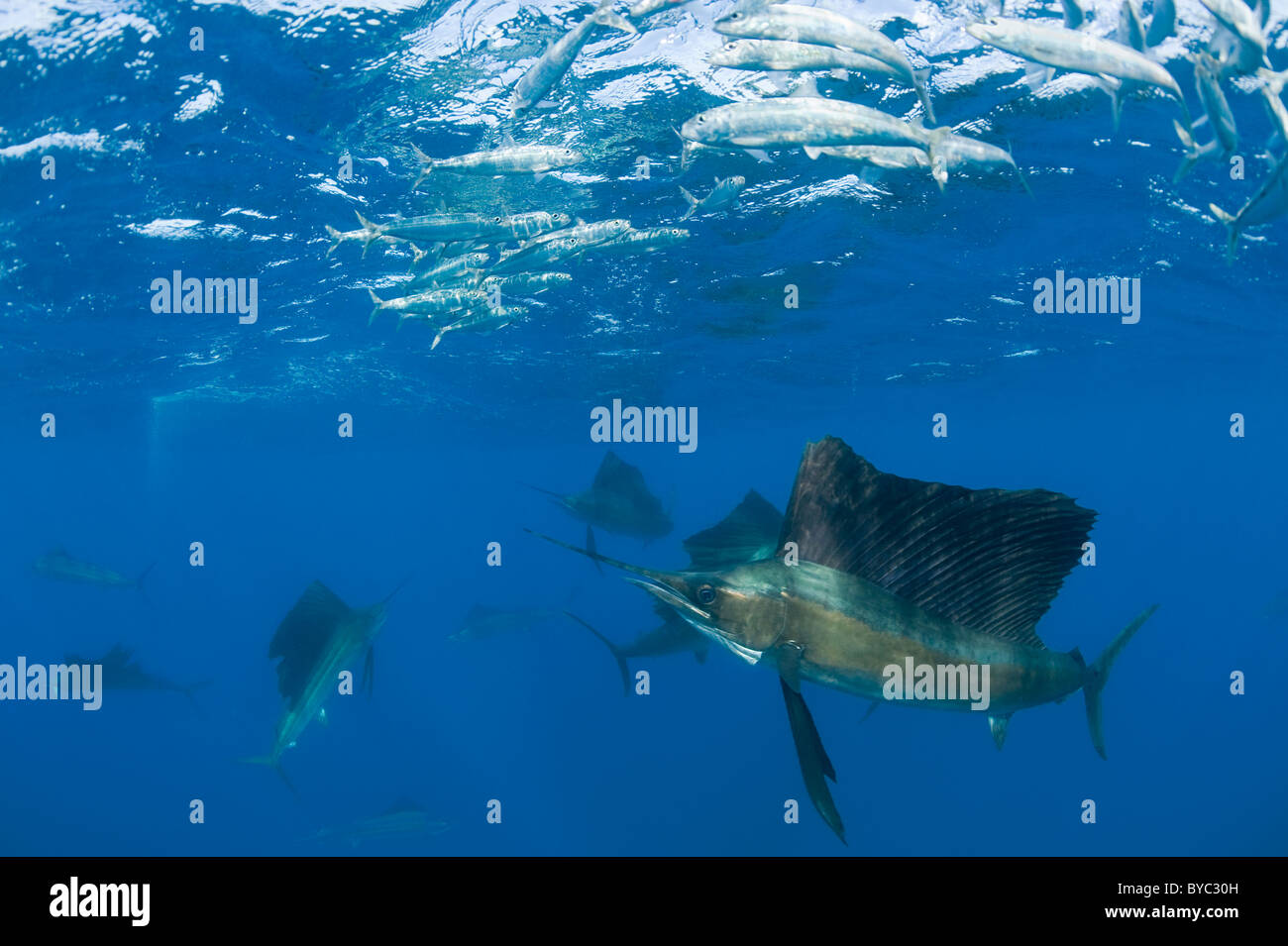Atlantische Fächerfisch, Istiophorus Albicans, Jagd Sardinen, Mexiko (Karibik) Stockfoto